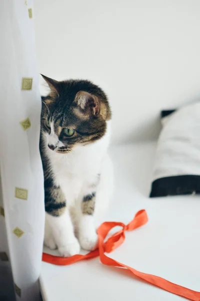 Gato jugando con una cinta roja. Animal con juguete —  Fotos de Stock