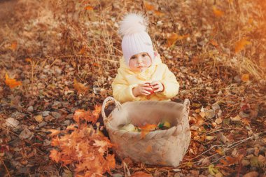Sıcak takım elbiseli küçük bir çocuk ormanda yürüyor. Kız sonbahar parkında yaprakları topluyor. Temiz havada yürüme, meyve toplama kavramı: mantar, sebze