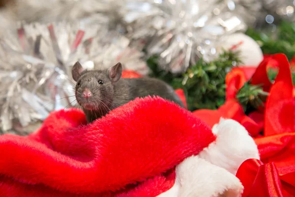 Gris souris marche parmi les attributs du Nouvel An. L'animal se prépare pour Noël. Le concept de la célébration, costumes, décorations. Le symbole de l'année 2020. Année du rat. Inscription rouge 2020 — Photo