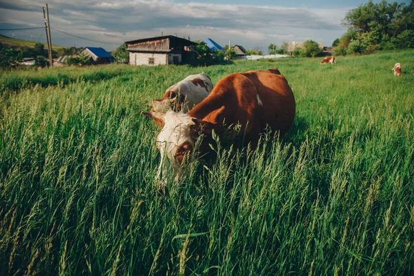 Vache broutant sur une prairie verte. gros bétail à cornes mange l'herbe. animaux se rapprochent. Notion de produits carnés, agriculture, vie dans la nature, organisation pour la protection des animaux — Photo