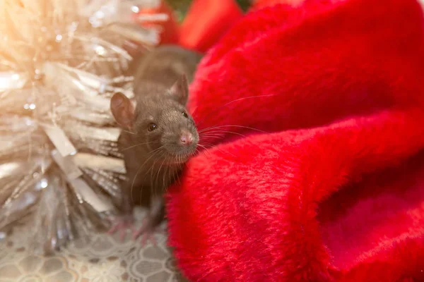 Сіра миша йде серед новорічних атрибутів. Тварина готується до Різдва. Концепція святкування, костюмів, прикрас. Символ 2020 року. Рік пацюка. Червоний напис 2020 — стокове фото