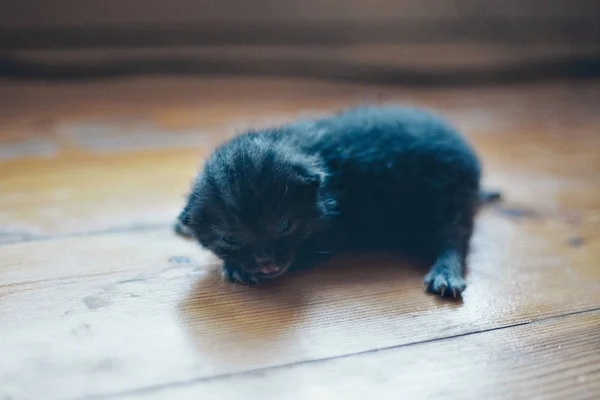 Schwarze Kätzchen. Baby auf dem Boden zu gehen. graues Tier. Maulkorb aus nächster Nähe. das Konzept der alternativen Medizin, Allergien, Antidepressiva, Haustiere — Stockfoto