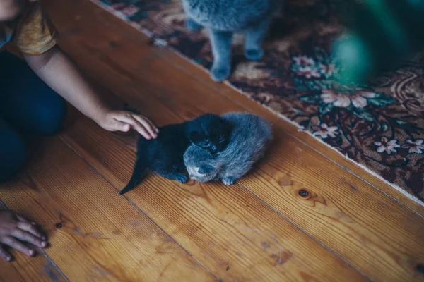 Deux chatons noirs sur les mains. Des filles qui marchent sur le sol. Des animaux gris. Gros plan sur le museau. Le concept de médecine alternative, allergies, antidépresseurs, Animaux de compagnie — Photo