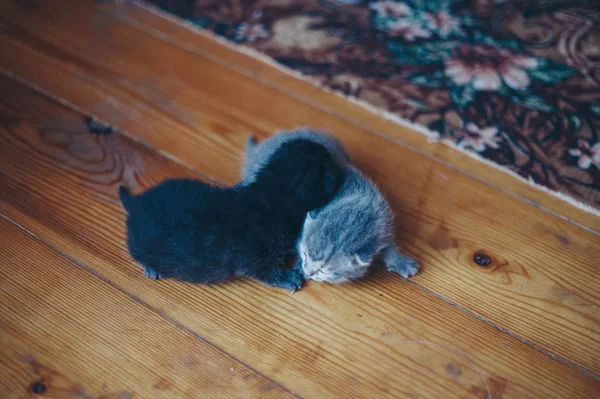 Siyah kedi yavrusu. Bebek yerde yürür. Gri hayvan. Namlu yakın plan. Alternatif ilaç, alerji, antidepresan, evcil hayvan konsepti. — Stok fotoğraf