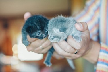 Ellerinde iki siyah kedi yavrusu. Bebekler yerde yürür. Gri hayvanlar. Namlu yakın plan. Alternatif ilaç, alerji, antidepresan, evcil hayvan konsepti.