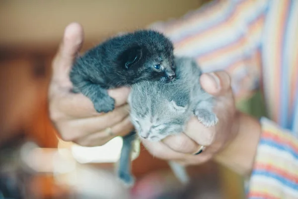 Deux chatons noirs sur les mains. Des filles qui marchent sur le sol. Des animaux gris. Gros plan sur le museau. Le concept de médecine alternative, allergies, antidépresseurs, Animaux de compagnie — Photo