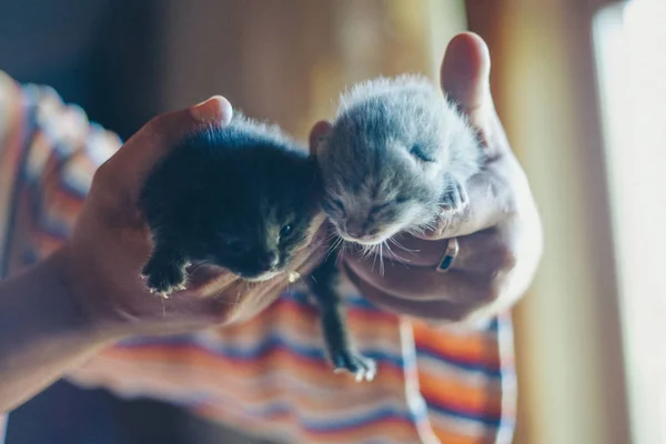 Ellerinde iki siyah kedi yavrusu. Bebekler yerde yürür. Gri hayvanlar. Namlu yakın plan. Alternatif ilaç, alerji, antidepresan, evcil hayvan konsepti. — Stok fotoğraf