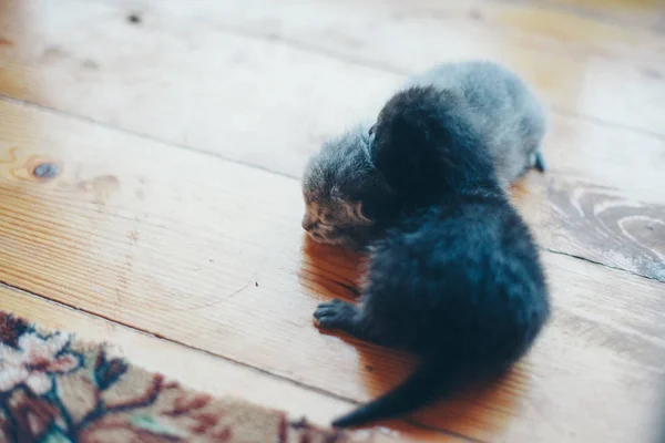 Kucing hitam. Bayi berjalan di lantai. Hewan abu-abu. Penutup moncong. Konsep pengobatan alternatif, alergi, antidepresan, Hewan Peliharaan — Stok Foto