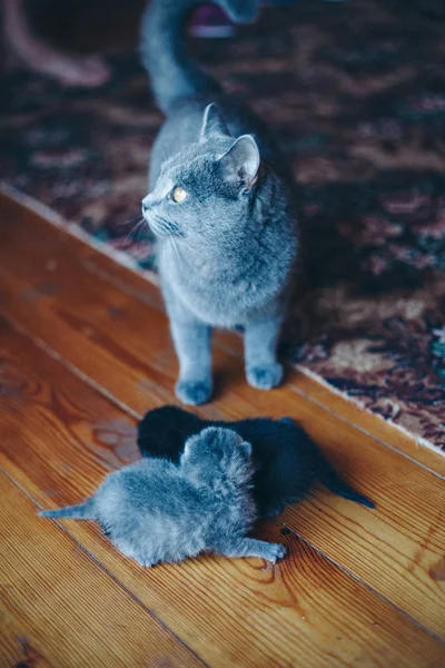 Gato con gatitos. Mamá enseña a caminar al bebé. Animales grises. Un primer plano del hocico. El concepto de medicina alternativa, alergias, antidepresivos, mascotas —  Fotos de Stock