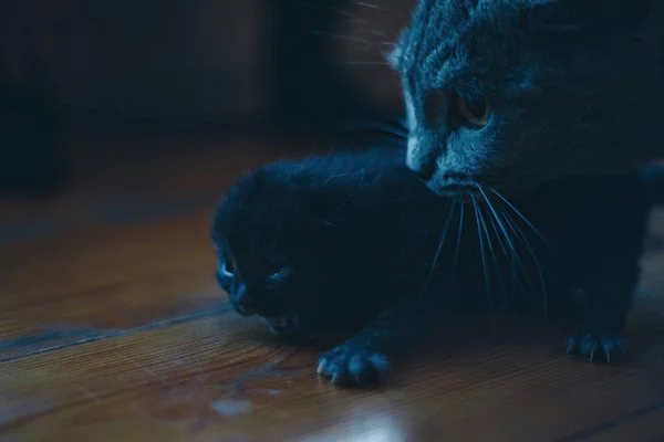 Kedili kedi. Annem bebeğe yürümeyi öğretiyor. Gri hayvanlar. Namlu yakın plan. Alternatif ilaç, alerji, antidepresan, evcil hayvan konsepti. — Stok fotoğraf