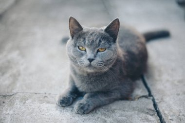 Kedi yerde yatıyor. Gri hayvan. Namlu yakın plan. Alternatif ilaç, alerji, antidepresan, evcil hayvan konsepti.
