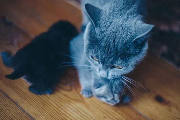 Kucing dengan anak kucing. Ibu mengajarkan bayi untuk berjalan. Hewan abu-abu. Penutup moncong. Konsep pengobatan alternatif, alergi, antidepresan, Hewan Peliharaan — Stok Foto