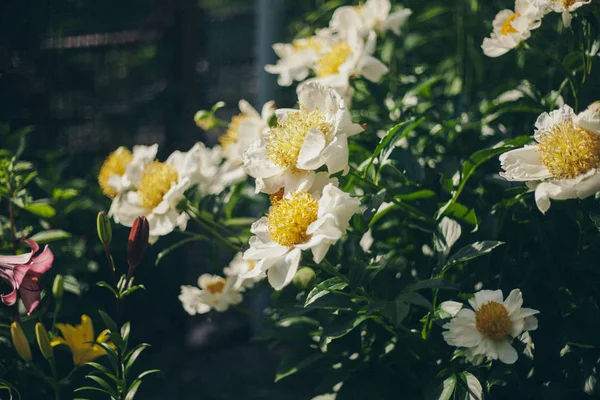 Fiori bianchi in un prato. concetto di giornata internazionale della donna, primavera, 8 marzo — Foto Stock