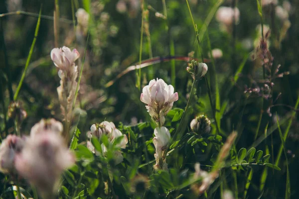 Fiori bianchi in un prato. concetto di giornata internazionale della donna, primavera, 8 marzo — Foto Stock