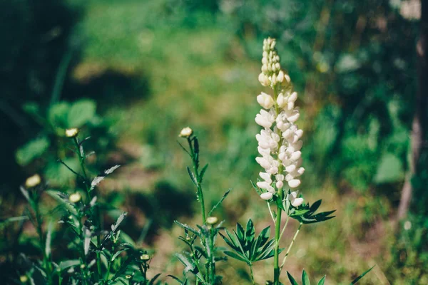 草原の白い花。国際女性デー3月8日春のコンセプト — ストック写真