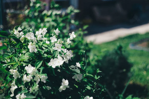 Fiori bianchi in un prato. concetto di giornata internazionale della donna, primavera, 8 marzo — Foto Stock