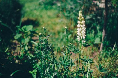 white flowers in a meadow. concept of international women's day, spring, March 8
