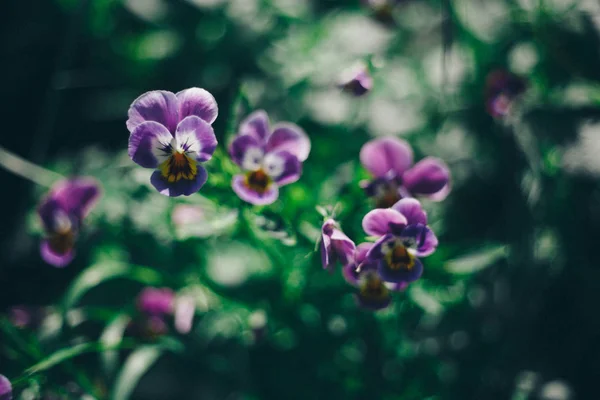 Fiori Viola Prato Concetto Giornata Internazionale Della Donna Primavera Marzo — Foto Stock