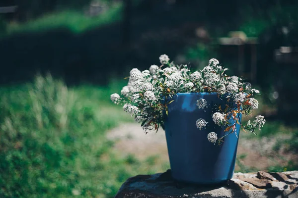 Piccoli Fiori Bianchi Una Pentola Blu Concetto Giornata Internazionale Della — Foto Stock