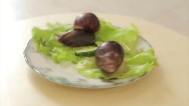 Caracóis Grandes Close Animais Uma Chapa Com Salada Pepino Conceito — Vídeo de Stock