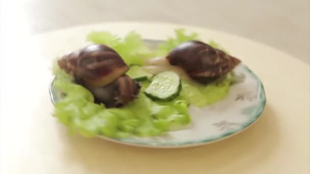 Caracóis Grandes Close Animais Uma Chapa Com Salada Pepino Conceito — Vídeo de Stock