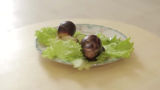 两只大蜗牛的特写 盘子里的动物 有沙拉和黄瓜 法国烹饪 宠物饲养的概念 类的腹足动物 软体动物 — 图库视频影像