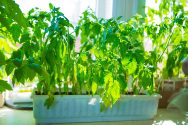 Pencere kenarında domates fideleri. Saksı bitkisi. Bahar ekimi