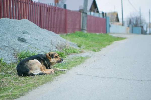 Cão Está Enrolado Rua Animal Vadio Está Aquecendo Cultivo Cães — Fotografia de Stock