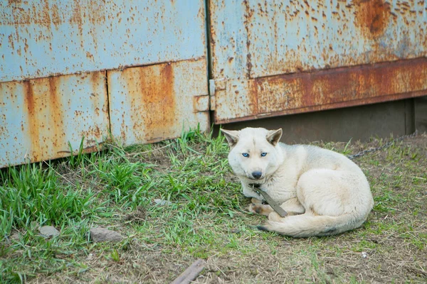 Câinele Este Curbat Stradă Animal Rătăcit Încălzește Singur Cultivarea Câinilor — Fotografie, imagine de stoc