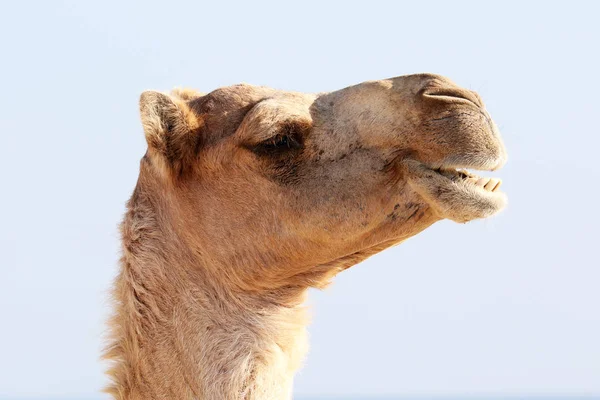 Kamel mit lustigem Gesichtsausdruck — Stockfoto