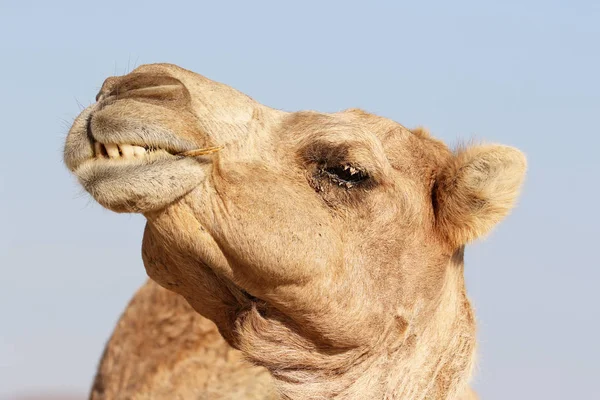 Kamel med en rolig ansiktsuttryck — Stockfoto