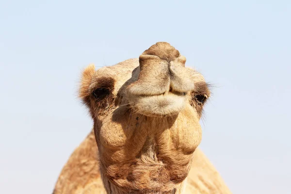 Camello con una expresión facial divertida — Foto de Stock