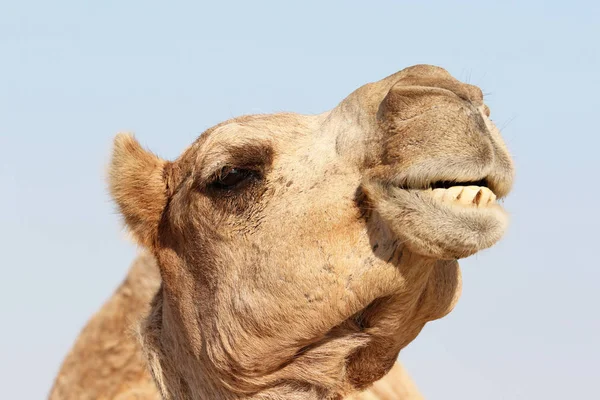 Camello con una expresión facial divertida — Foto de Stock