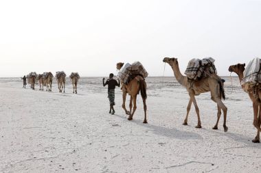 Camels caravan carrying salt in Africa's Danakil Desert, Ethiopia clipart