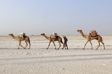Afrika'nın Danakil çöl, Etiyopya tuz taşıyan deve karavan