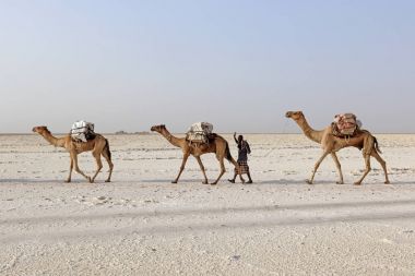 Camels caravan carrying salt in Africa's Danakil Desert, Ethiopia clipart