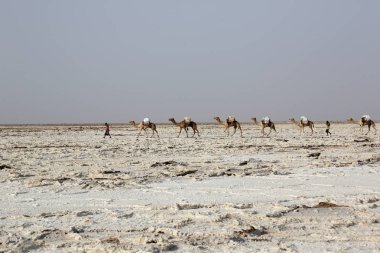 Afrika'nın Danakil çöl, Etiyopya tuz taşıyan deve karavan
