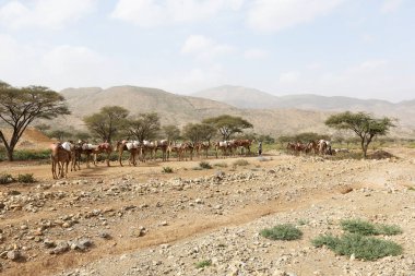 Afrika'nın Danakil çöl, Etiyopya tuz taşıyan deve karavan
