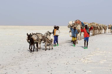 Afrika'nın Danakil çöl, Etiyopya tuz taşıyan deve karavan