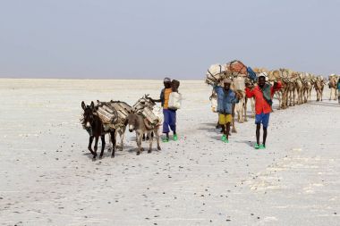 Camels caravan carrying salt in Africa's Danakil Desert, Ethiopia clipart