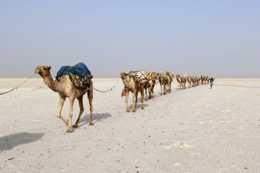 Afrika'nın Danakil çöl, Etiyopya tuz taşıyan deve karavan