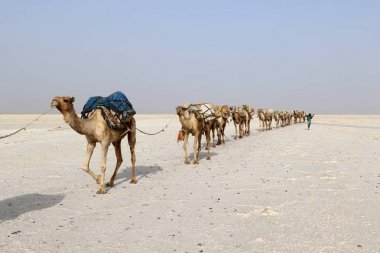 Camels caravan carrying salt in Africa's Danakil Desert, Ethiopia clipart