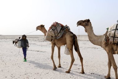 Camels caravan carrying salt in Africa's Danakil Desert, Ethiopia clipart