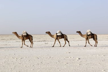 Afrika'nın Danakil çöl, Etiyopya tuz taşıyan deve karavan
