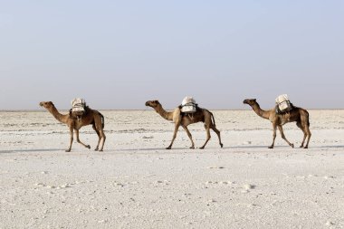 Camels caravan carrying salt in Africa's Danakil Desert, Ethiopia clipart