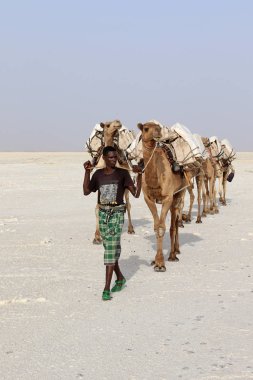 Afrika'nın Danakil çöl, Etiyopya tuz taşıyan deve karavan