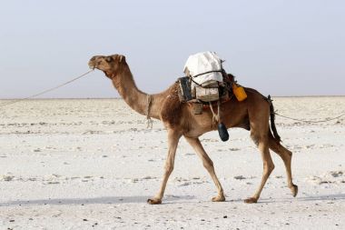 Afrika'nın Danakil çöl, Etiyopya tuz taşıyan deve karavan