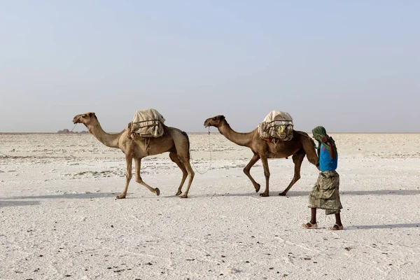 Velbloudi caravan nesoucí sůl v Africe poušť Danakil, Etiopie — Stock fotografie