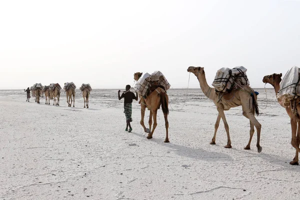 Caravana de camelos carregando sal no deserto de Danakil, na Etiópia — Fotografia de Stock