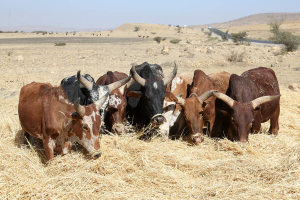 Эфиопский фермер использует коров для молотьбы.
